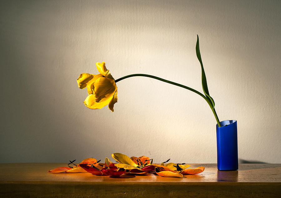 Flower Photograph - Yellow Tulip 2 by Ivan Vukelic