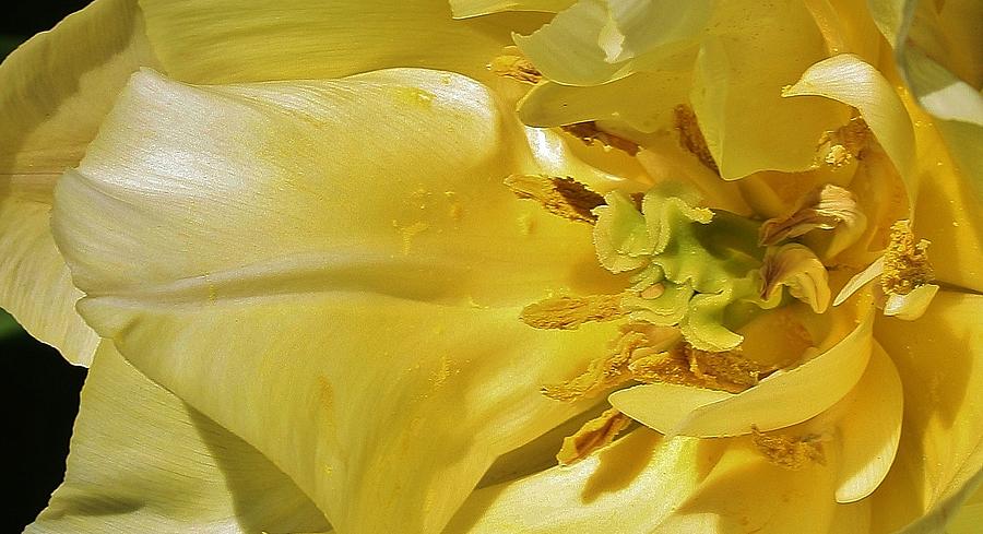 Tulip Photograph - Yellow Tulip Abstract by Bruce Bley