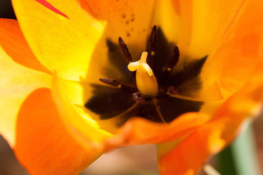 Yellow Tulip Photograph by Alex Grichenko