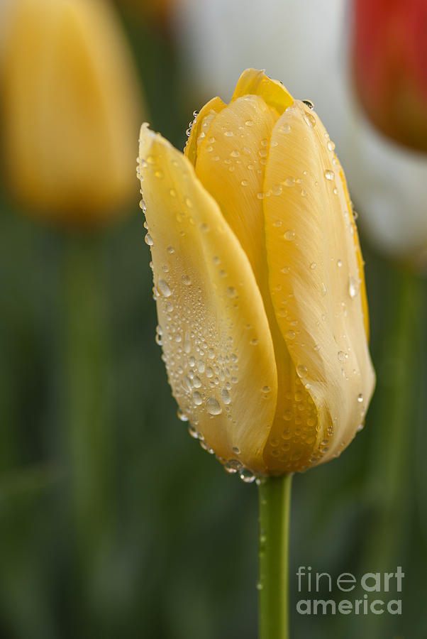 Yellow Tulip and dew drops Photograph by Vishwanath Bhat