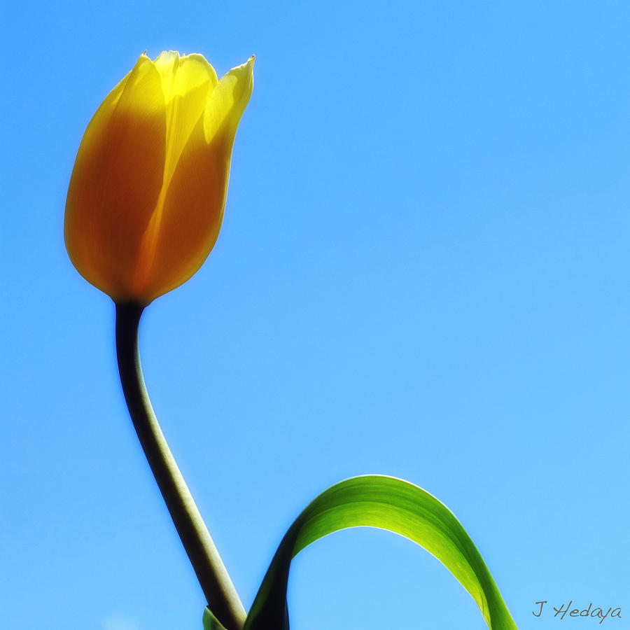 Yellow Tulip Blue Heaven Photograph by Joseph Hedaya