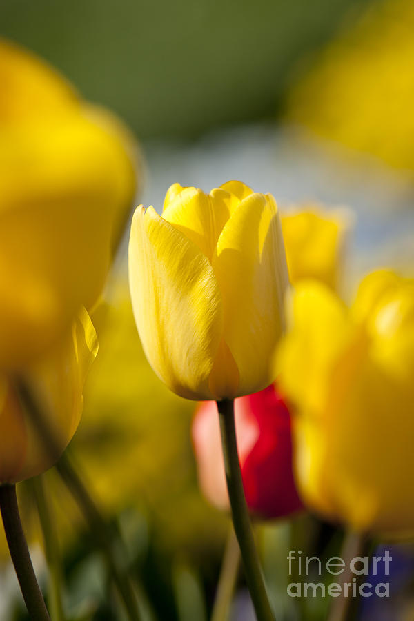 Yellow Tulip Photograph by Brian Jannsen