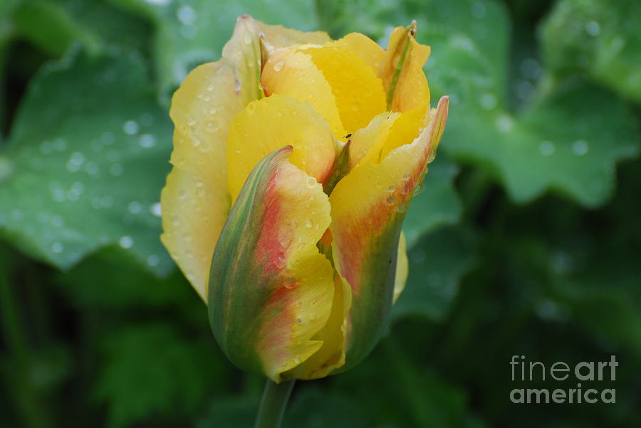 Yellow Tulip Bud Photograph by DejaVu Designs