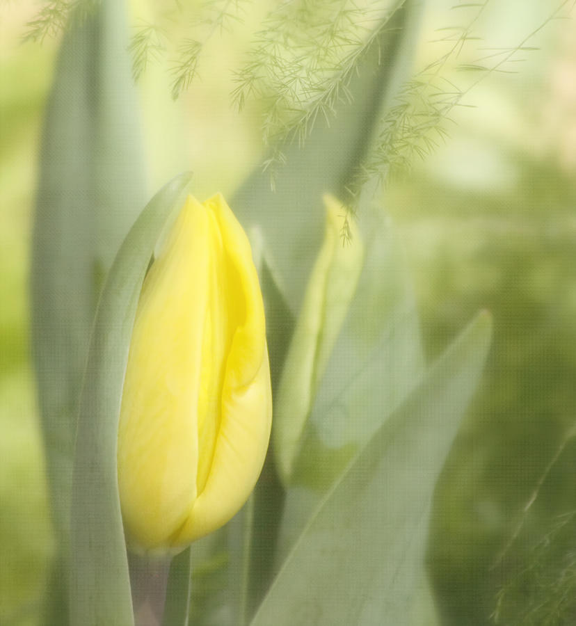 Yellow Tulip Bud Photograph by Kim Hojnacki