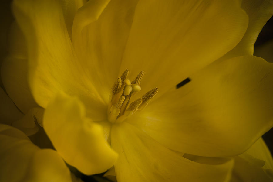Tulip Photograph - Yellow Tulip by Cindy Rubin