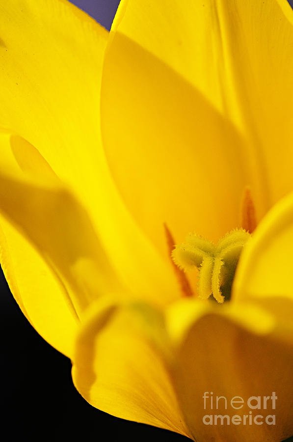 Yellow Tulip Closeup Photograph by Larry Ricker