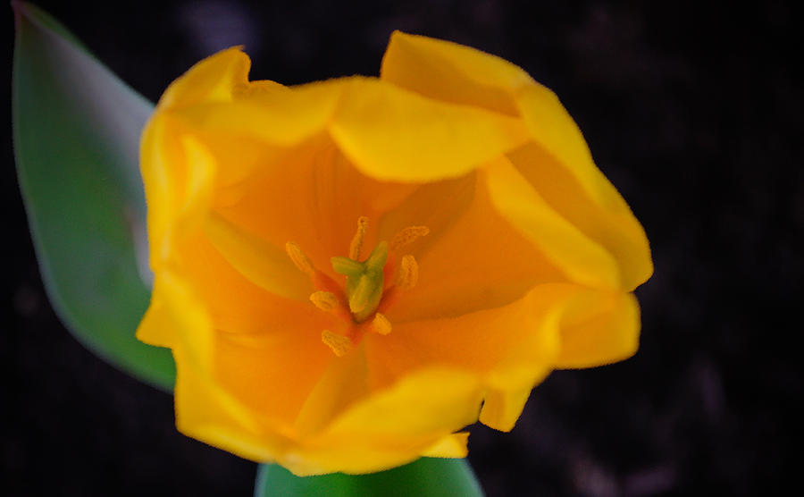Yellow Tulip Cup Photograph by Tikvahs Hope