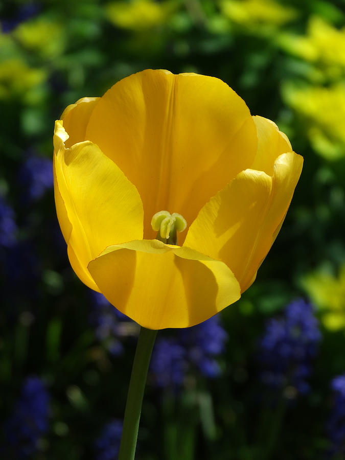 Yellow Tulip Photograph by David T Wilkinson