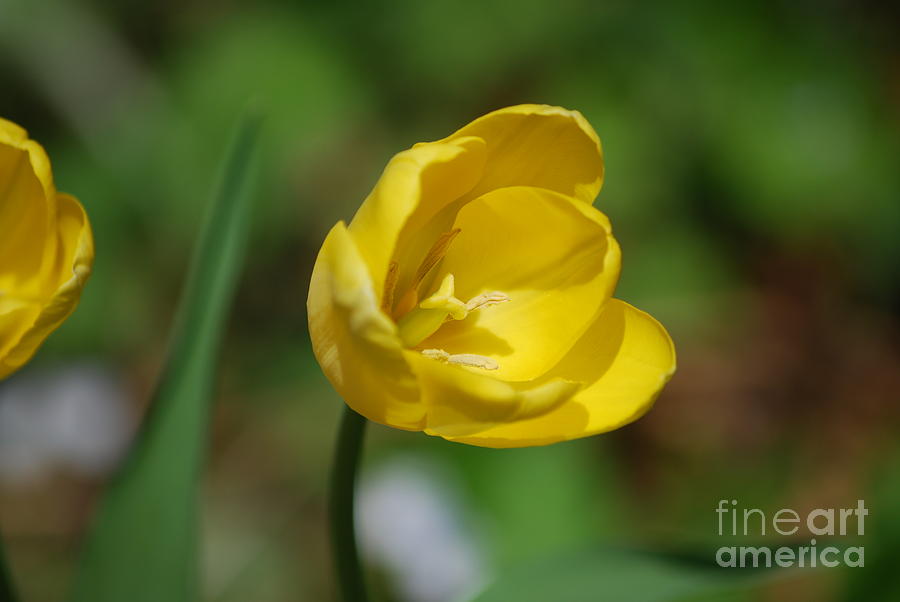 Yellow Tulip Photograph by DejaVu Designs