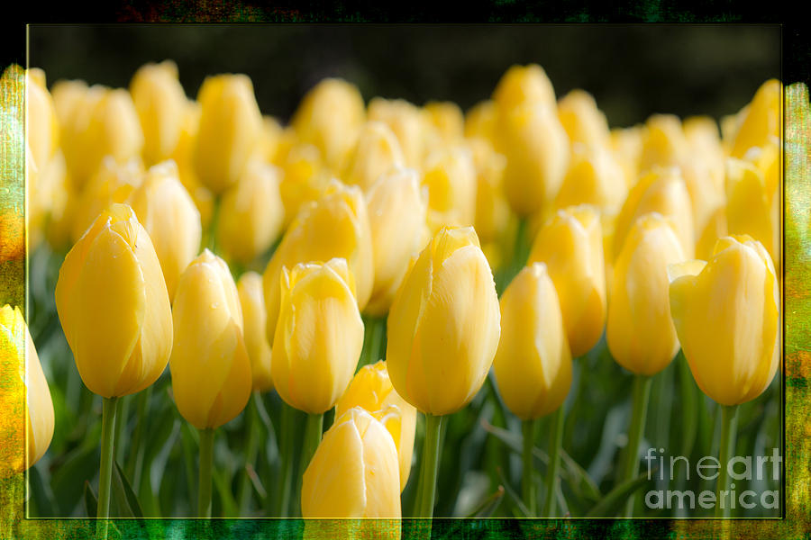 Spring Photograph - Yellow Tulip Dream by Terry Weaver