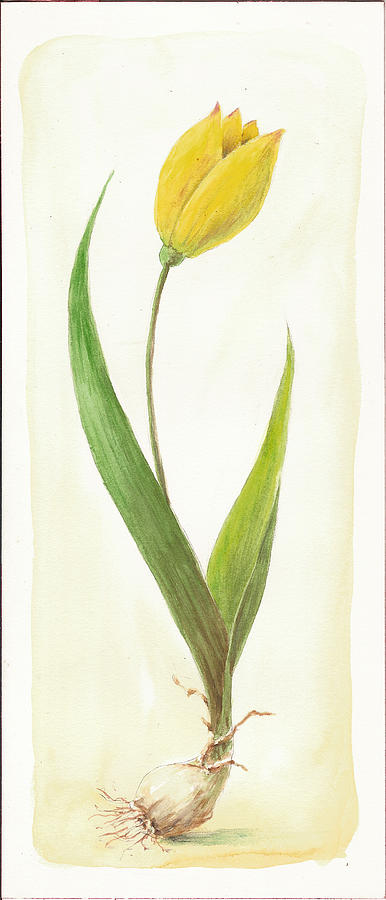 Tulip Painting - Yellow Tulip by Eric Suchman