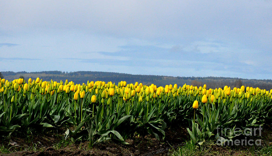 Yellow Tulip Fields in Scagit Valley Photograph by Tatyana Searcy