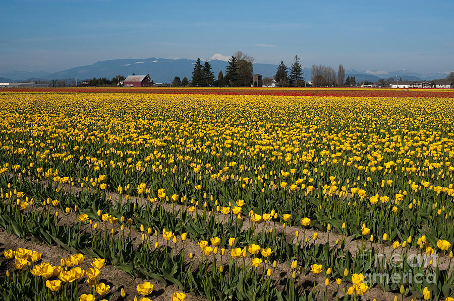 Yellow Tulip Fields Photograph by Jim Corwin