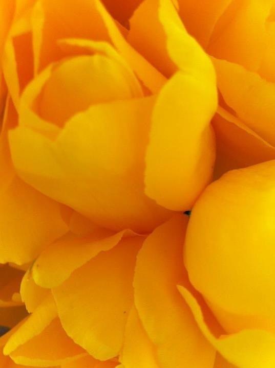 Yellow Tulip Flowers Photograph by Susan Garren