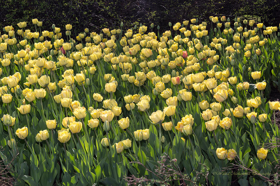 Yellow Tulip Garden Photograph