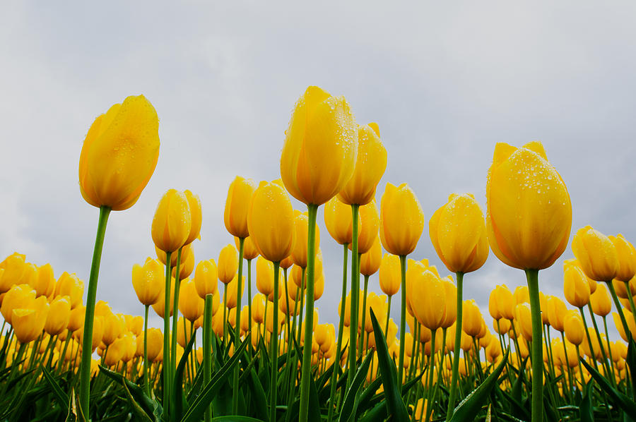 Yellow Tulip Photograph by Hisao Mogi