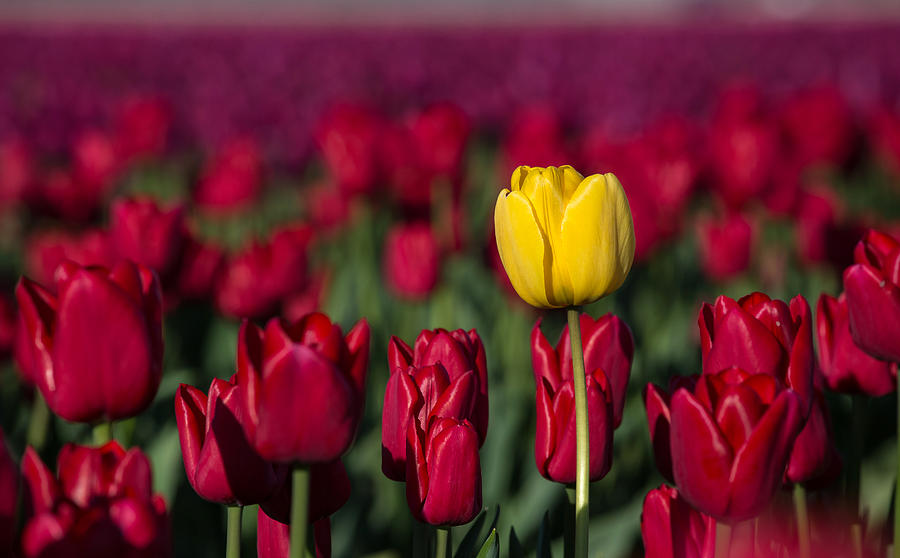 Yellow tulip in a red field Photograph by Pierre Leclerc Photography
