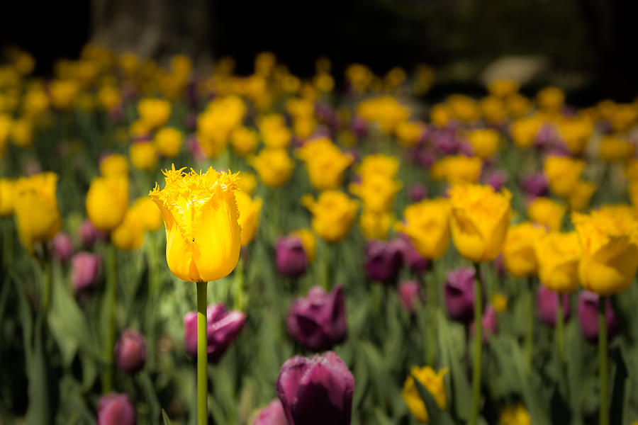 Flower Photograph - Yellow Tulip by Jay Stockhaus