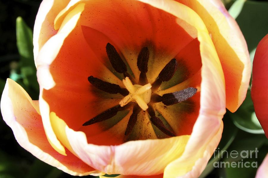 Yellow tulip Photograph by Jim Gillen