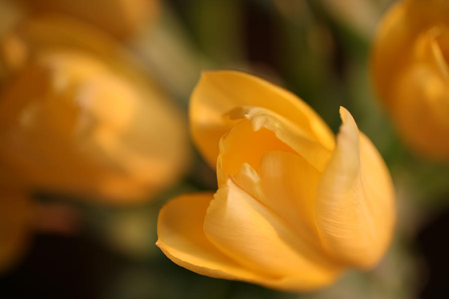 Yellow Tulip Photograph by John Magyar Photography