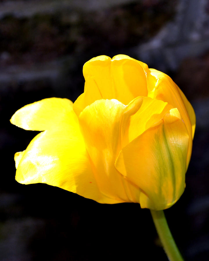 Yellow Tulip Photograph by Katy Hawk