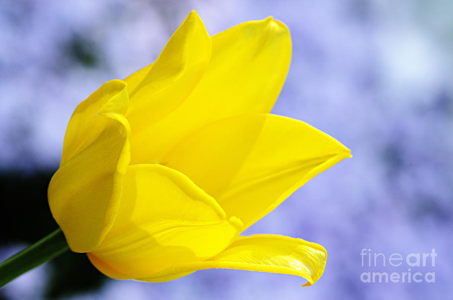 Yellow Tulip  Photograph by Larry Ricker