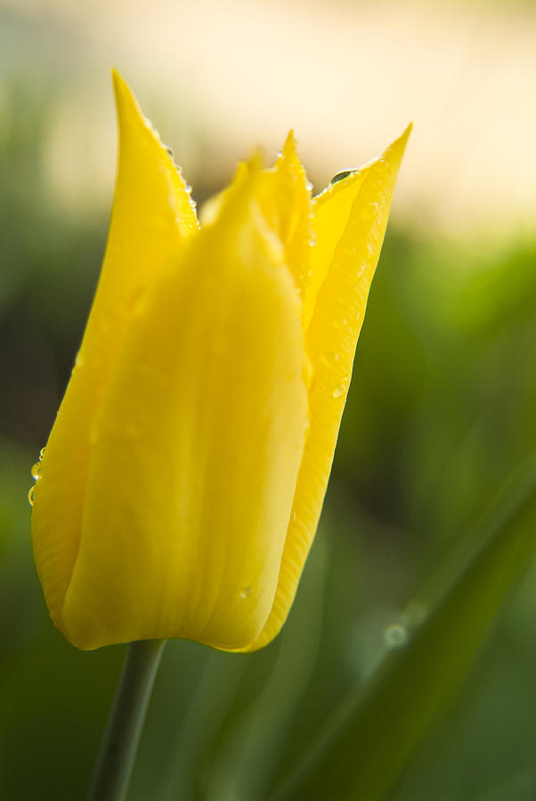 Yellow Tulip Photograph by Michael Dorn