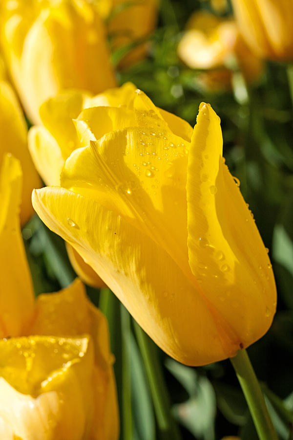 Yellow Tulip Photograph by Michael Porchik