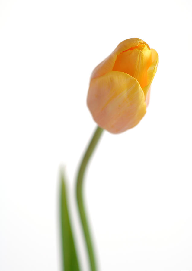 Yellow tulip Photograph by Michele Constantini