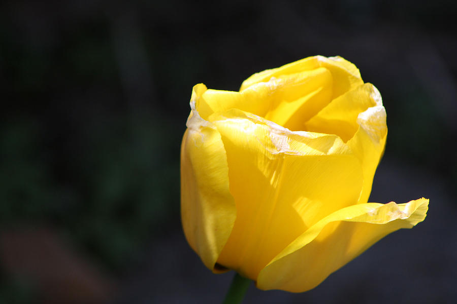 Yellow Tulip Photograph by Michele Wilson