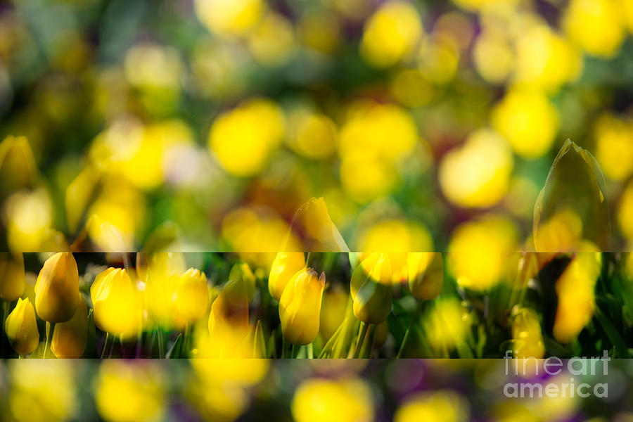 Flower Photograph - Yellow Tulip Mix by Sonja Quintero