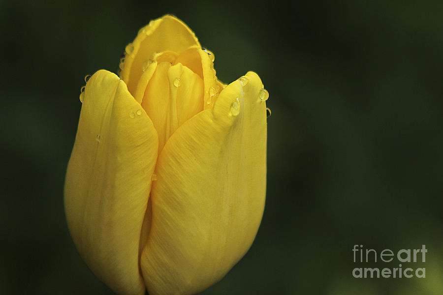 Yellow Tulip Photograph by Morgan Wright