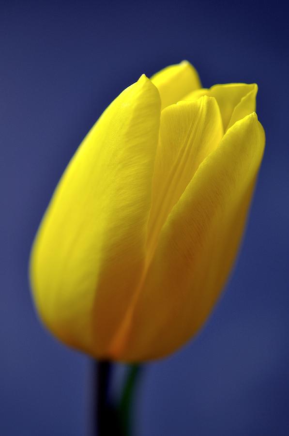 Yellow Tulip on Blue Background Photograph by Phyllis Meinke