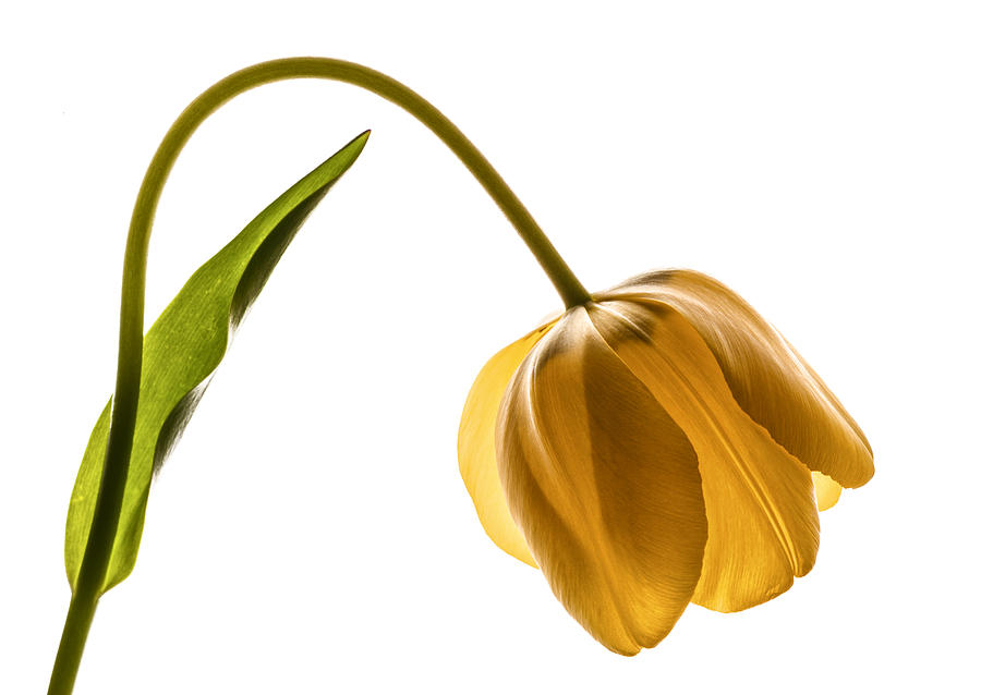 Yellow tulip on white Photograph by Vishwanath Bhat