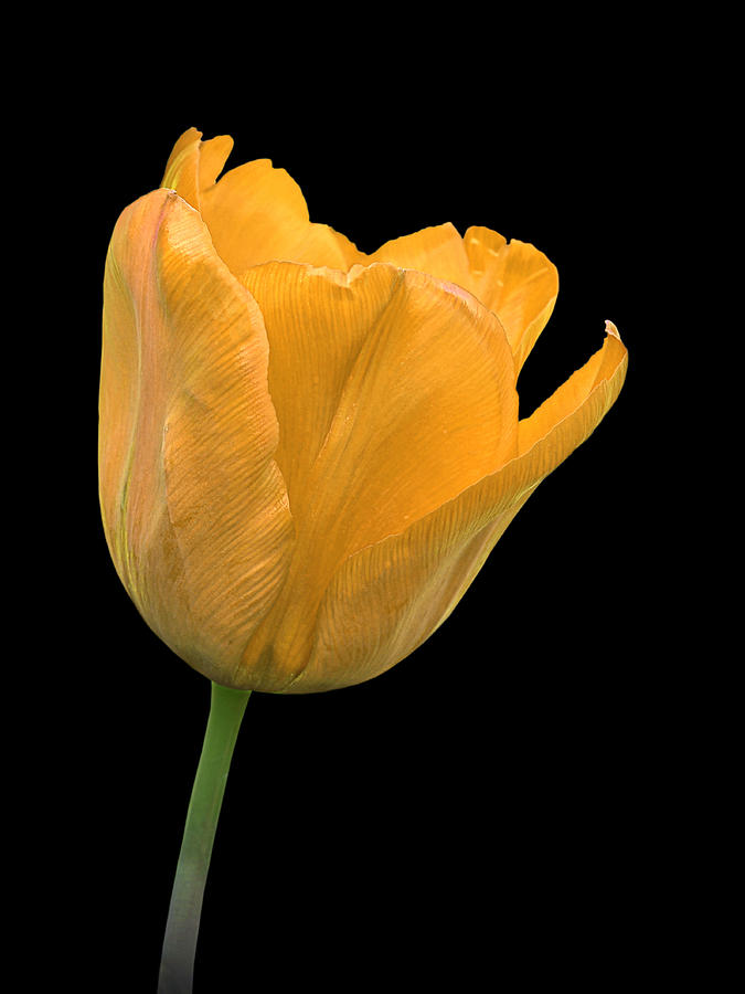 Still Life Photograph - Yellow Tulip Open On Black by Gill Billington