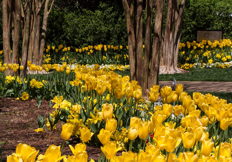 Yellow Tulip Pathway Photograph by Paula Ponath