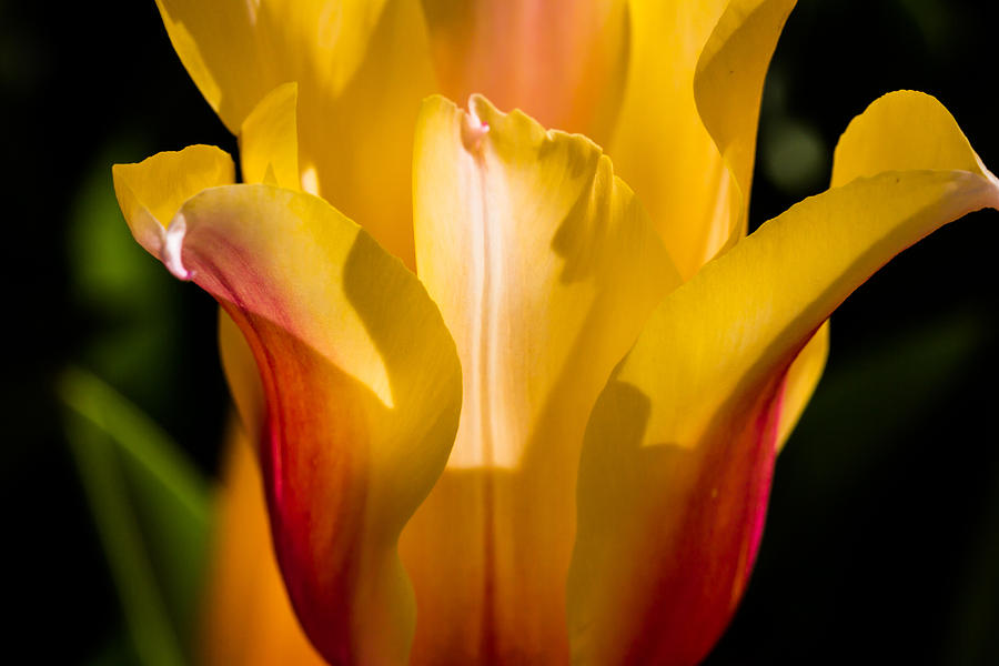 Yellow Tulip Photograph by Paula Ponath
