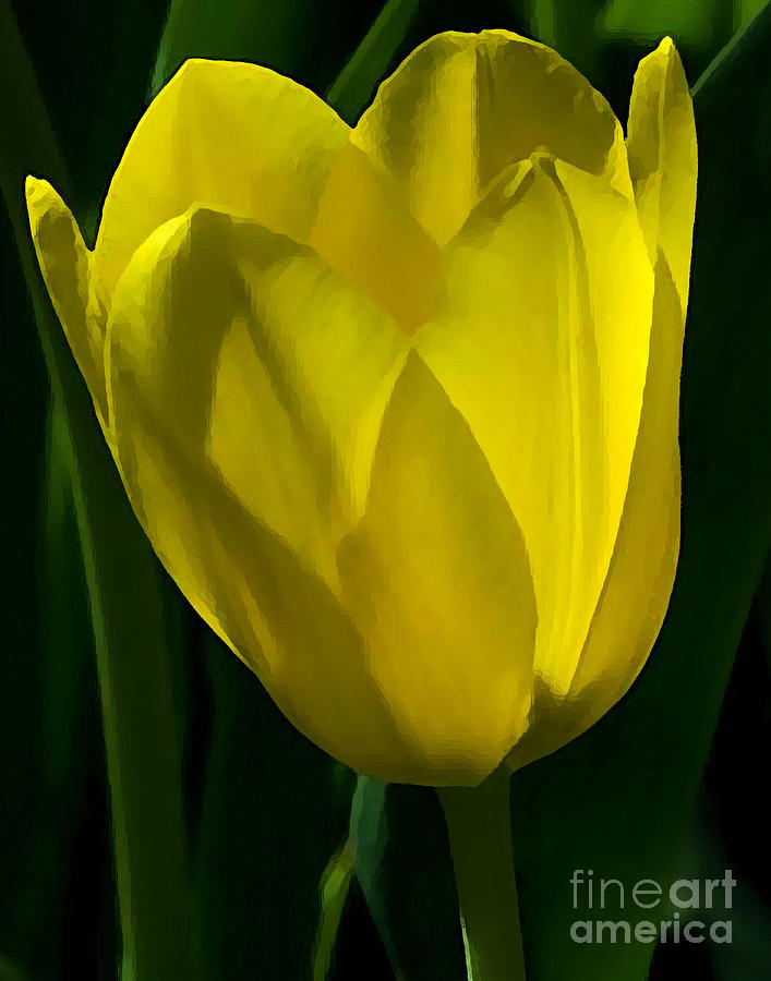 Yellow Tulip Photograph by Robert Suggs