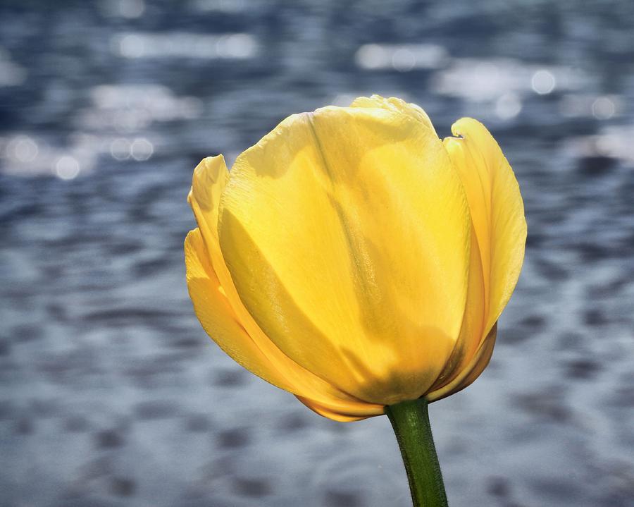 Yellow Tulip Shimmering Water Photograph by Tracie Schiebel