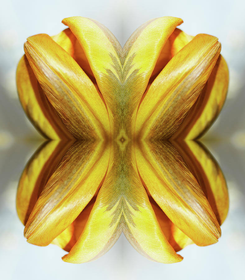 Yellow Tulip Photograph by Silvia Otte