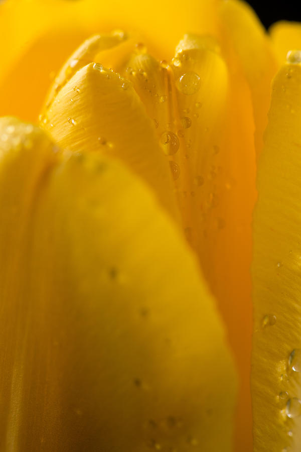 Up Movie Photograph - Yellow Tulip by Steve Gadomski