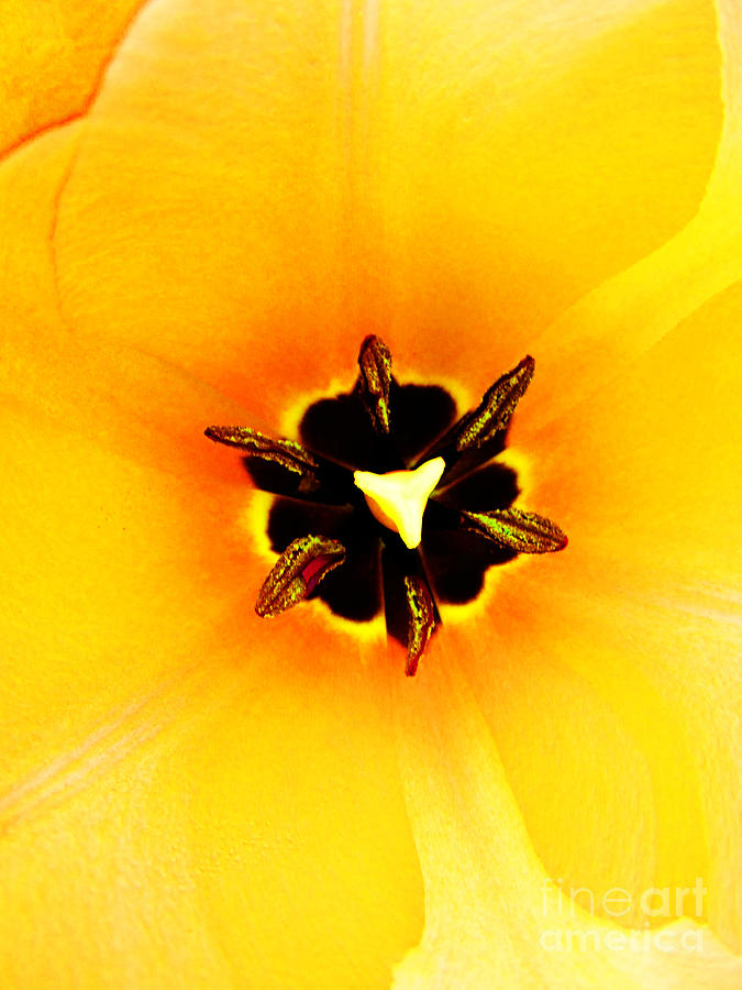 Flower Photograph - Yellow Tulip by Tina M Wenger