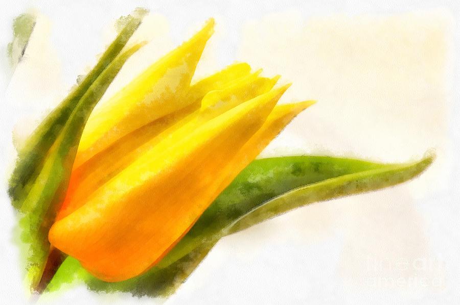 Yellow Tulip Digital Art