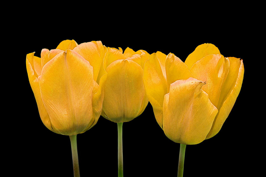 Yellow Tulip Triple Photograph by Gill Billington