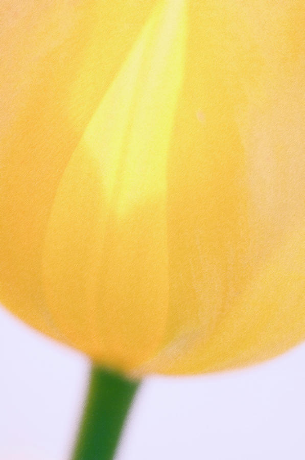 Yellow Tulip (tulipa Sp.) Photograph by Maria Mosolova/science Photo Library