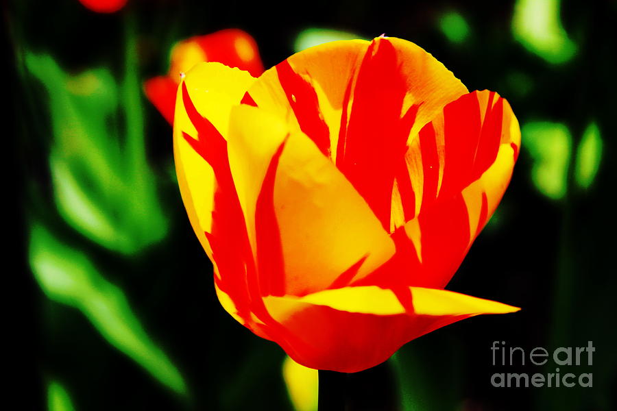 Tulip Photograph - Yellow Tulip with Red 2 by Rod Ismay