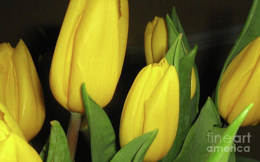 Yellow Tulips Photograph by Barbara A Griffin