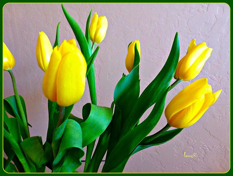 Yellow Tulips Photograph by Barbara Zahno
