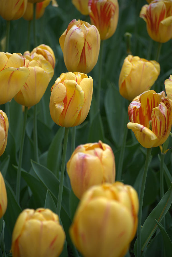Yellow Tulips Photograph by Caroline Stella
