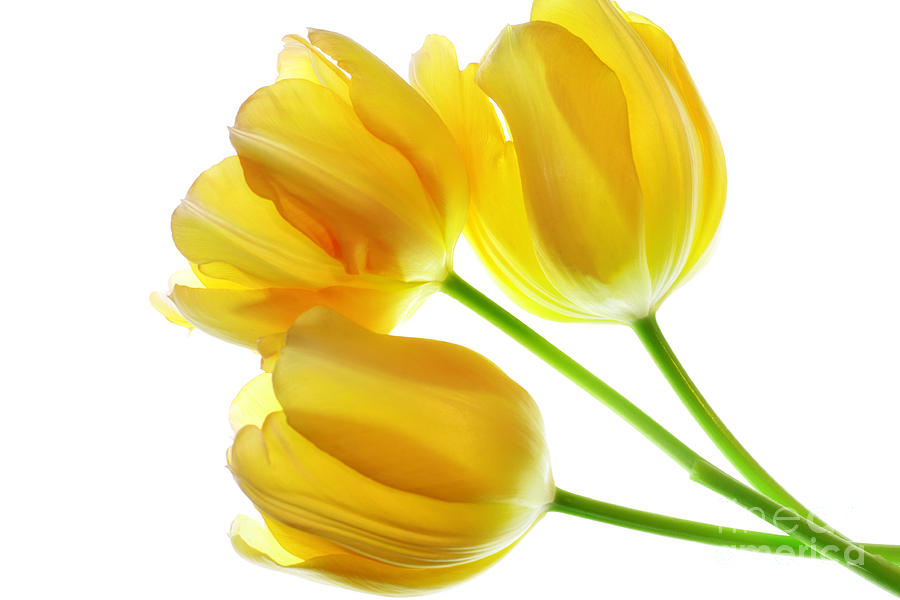 Yellow Tulips Photograph by Charline Xia